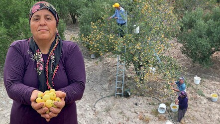 Bir kentin 'şifa deposu'nda hasat zamanı! Verim azaldı, kilosu 200 liraya dayandı - Ekonomi