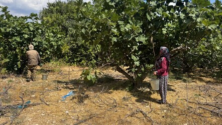 Çiftçi hayal kırıklığı yaşıyor! Verim bu yıl 4'te 3 oranında azaldı, kilosu bahçede 120 lira - ekonomi