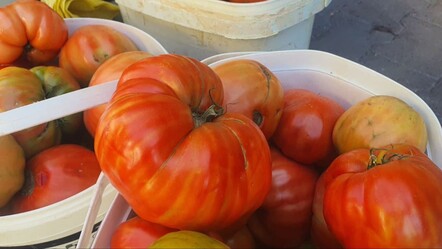 1 tanesi 1 kilo! Ata tohumuyla yetiştiriliyor, kovayla satılıyor - Ekonomi