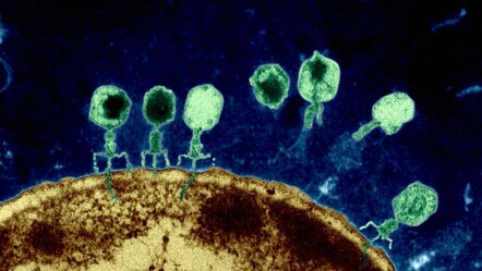 Antibiyotik direncinin şifresi çözüldü: Virüslerin kuyruklarını çalıp bakteriyle savaşıyorlar! - Yaşam