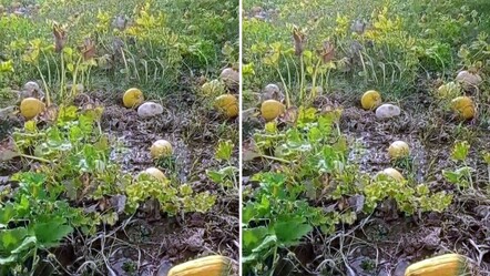 Başına gelen olay sonrası dünyası yıkıldı! Erzincanlı çiftçinin 1 yıllık emeği heba oldu  - Yaşam