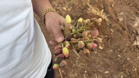 Siirt fıstığında verim yüzde 80 düştü! Çiftçinin kaybı çok büyük - Ekonomi