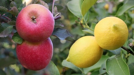 Limon ve elmaya ihracat freni! Fahiş fiyat artışına müdahale geldi - Ekonomi
