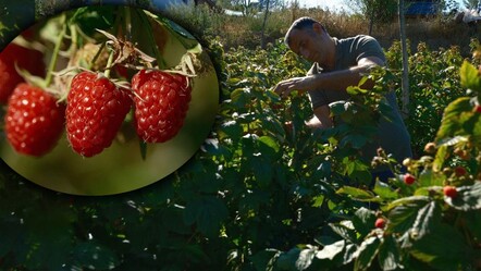 Türkiye'nin ihtiyacının tamamı Bursa'da üretiliyor! Kilosu 250 lira, 1 dönümden 375 bin lira kazandırıyor - Ekonomi
