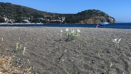 Cezasını duyan yanından bile geçmiyor! Araba parası... - Yaşam