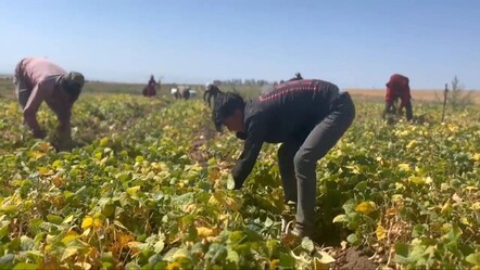 Lezzetiyle damak çatlatıyor! Adilcevaz'da imece usulü hasat - Ekonomi