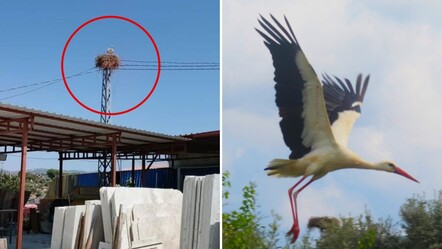 17 ilçede bir tek orası kalmıştı! Kuşadası'na ilk kez leylek geldi - Yaşam