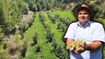 Burası Karadeniz değil! Fındık hasadı yapılan kentimizi duyanlar şaşırıp kalıyor - Ekonomi