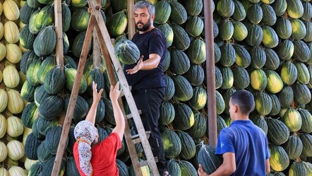 Depolarda ocak ayına kadar saklıyorlar! Aromasıyla damak çatlatan tescilli lezzette hasat sürüyor - Ekonomi