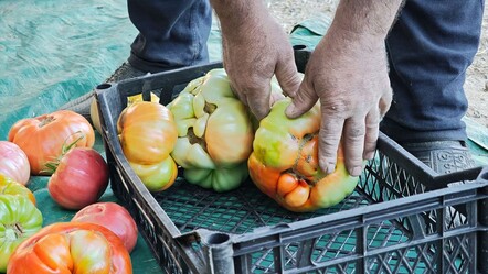Her biri bir buçuk kilo! Ata tohumu ile yetişti, gören gözlerine inanamadı - Ekonomi