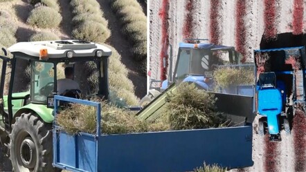 Burdur'un susuz tarlalarında geçim kaynağı oldu! Yurt dışında 'çok kolay' alıcı buluyor: Çiftçilerin yeni umudu - Ekonomi