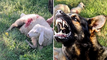 Kuzuların sesiyle irkildi, manzarayı görünce dehşete uğradı! Başıboş sokak köpekleri önüne gelene saldırdı - 3. Sayfa