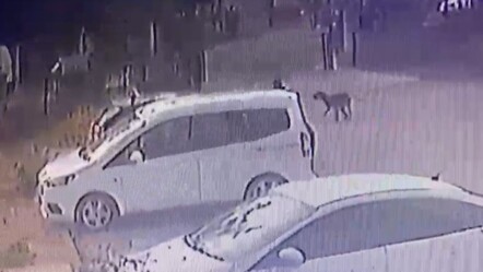 Başıboş köpeklere çözüm bulunamıyor! 3 yaşındaki çocuğu kovaladılar - 3-sayfa