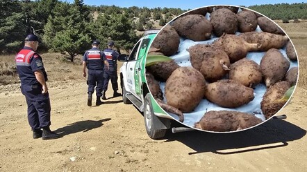 2 kilosu 15 kişiye 1 yıl yetiyor! İzinsiz koparana ise 557 bin TL ceza var... - Yaşam