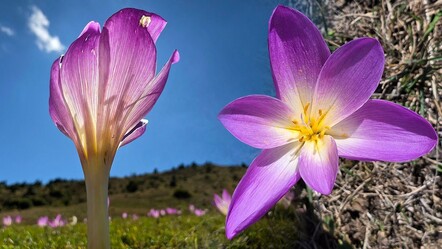 Adeta doğal meteoroloji sistemi! Kışın habercisi 'vargit'ler kendini gösterdi - Yaşam