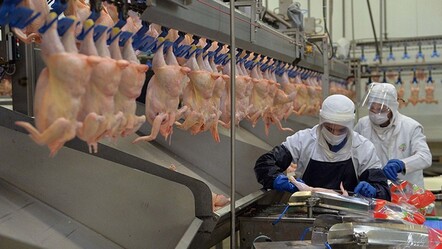 Bütün piliç fiyatları arttı mı? En yetkili kurum açıkladı: Marketlerde 85 TL - Ekonomi