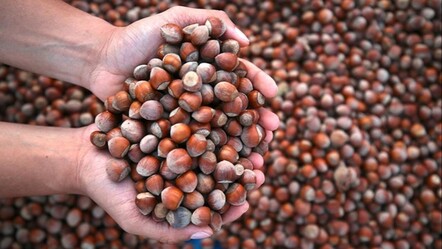 Hasat öncesi 200 lira açıklanan fındık fiyatında büyük yükseliş! Üreticiden bakın kaç liraya alınıyor - Ekonomi