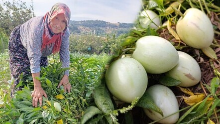 İlçede ondan başka eken yok! İlk pepinolarını aldı... Tanesi 20 lira - Ekonomi