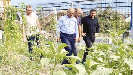 Körfez'de organik tarım teşvik ediliyor! Yerli tohumlarda ilk hasat heyecanı - Ekonomi