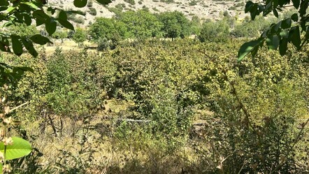 "Fındık Erzincan'da da yetişir" dediler, 1 ton hasat ettiler - Ekonomi