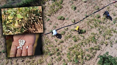 1300 rakımda kar suyuyla yetiştiriliyor! Tadıyla damak çatlatan Feke fasulyesinde hasat zamanı - Ekonomi