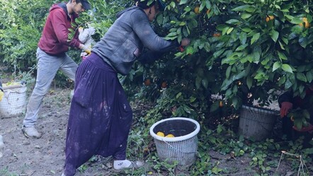 Adana’da narenciye hasadı tehlikede! Yevmiye 900 liraya düştü, işçiler tarlaya gitmiyor - Yaşam