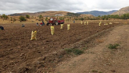 Çankırı’da atıl arazi canlandı! 2.5 ton tohum ektiler, hasat yüz güldürdü - Ekonomi