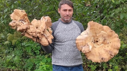 Ordu'da bulundu! Dev mantarlar görenleri hayrete düşürdü - Yaşam