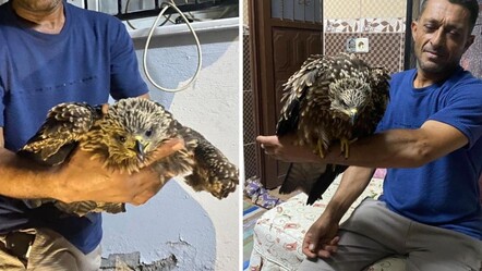 Tarlasında bitkin halde bulduğu şahine ciğer dürüm söyledi - Yaşam