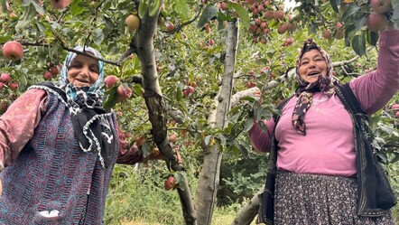 Geçen yıl dalında 12,5 TL'ydi, bu yıl 45 TL! Dereköy elması çiftçiyi ihya etti - Ekonomi