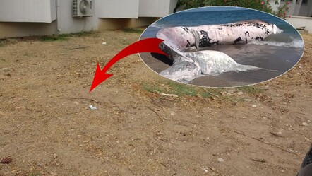 Mersin'de 4 yıl önce gömülmüştü! 16 metrelik balina iskeleti kazıyla çıkarılacak - Yaşam