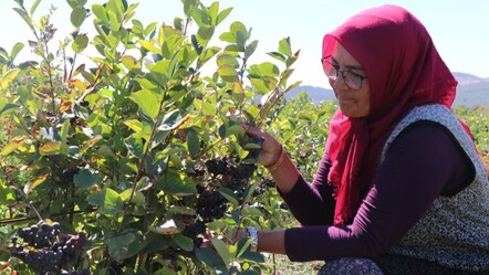 Hastalığına iyi gelen aronyayı yetiştirdi, kilosunu 300 liradan satacak - Yaşam