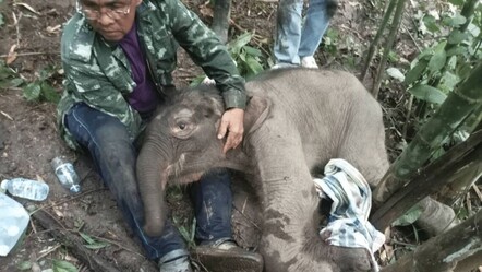 Tayland'da annesinin terk ettiği yavru fil kurtarıldı - Dünya