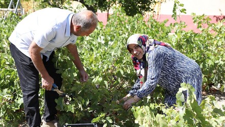 Tescilli üründe tarihi rekolte! 1,5 milyon çelik toprakla buluştu, verim patladı - Ekonomi
