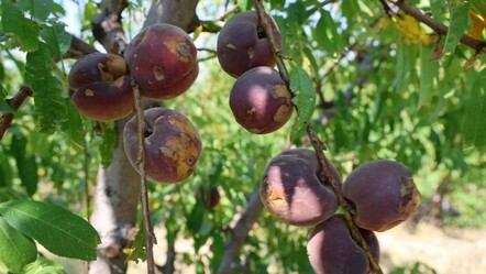 Zirai don ödemeleri ne zaman yatacak, kimler faydalanacak? - haberler