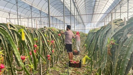 Alanya’dan dünyaya açılıyor, kazancıyla sevindiriyor! Kilosu 150 TL - Ekonomi