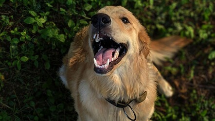 İtalya'da yeni uygulama: Turist köpeklere günlük vergi - Dünya