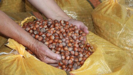 Üreticiler depolarda saklıyor! Fındıkta '500 lira' beklentisi - ekonomi