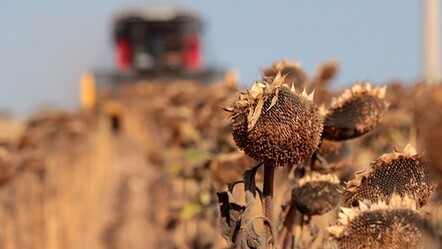 Verim dibe vurdu! Ayçiçeğinde rekolte yerde: Dekarda 30 kilo biçtik - Ekonomi