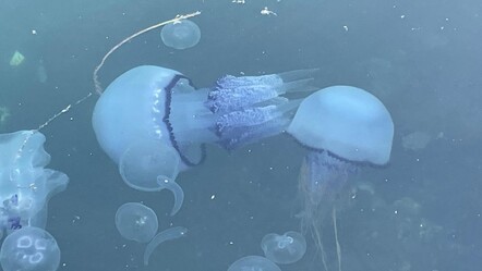 Bir gecede yüzlerce denizanası ölüsü kıyıya vurdu! Nedeni ortaya çıktı - Yaşam