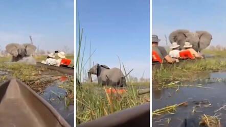 Güney Afrika'da kano turu yapan turistlere fil saldırdı! Facia anları kamerada - Dünya