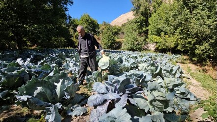 Malatya'da ata tohumu ile yetiştirilen lahanada hasat başladı! Tanesi 200 lira, bir alan bir daha geliyor - Yaşam