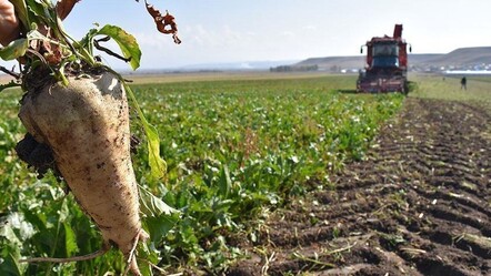 Şeker pancarı alım fiyatı açıklandı - Ekonomi
