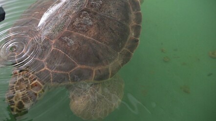 Caretta caretta’nın göç yoluna yakın takip! 2. Dünya turunda 7 bin km katetti - Yaşam