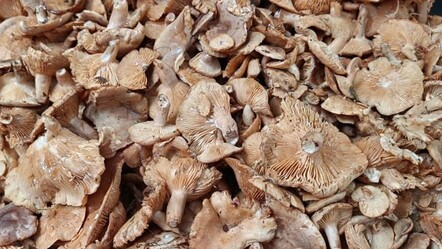 Kavurması, turşusu, mıhlaması… Sezonun gözdesi tirmit: Kilosu 250 TL’ye düştü - Yaşam