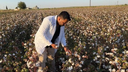 Fiyatını dolar kuru belirliyor! 'Beyaz altın'da hasat başladı - Ekonomi