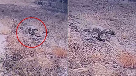 Şanlıurfa'da görüldü, nesli tükenme altında! Güvenlik kamerasına takıldı - Yaşam