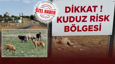 Türkiye’nin ayıbı! Yılda 500 bin kişi kuduz aşısı oluyor - Gündem