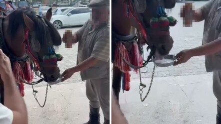 Bu nasıl eğlence! Fayton çeken ata zorla alkol içirdiler - Yaşam