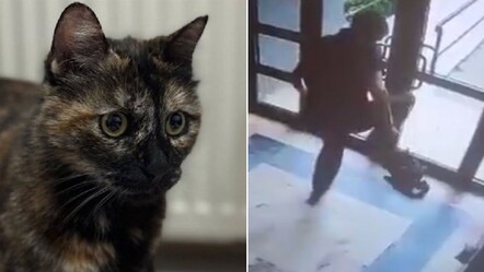 Cezve'yi işkence ederek öldürmüştü! O caninin cezası belli oldu - 3. Sayfa